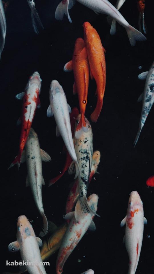 綺麗な錦鯉のAndroidの壁紙(540px x 960px) スマホ用