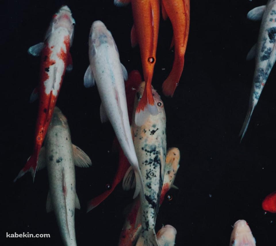 綺麗な錦鯉のAndroidの壁紙(960px x 854px) スマホ用