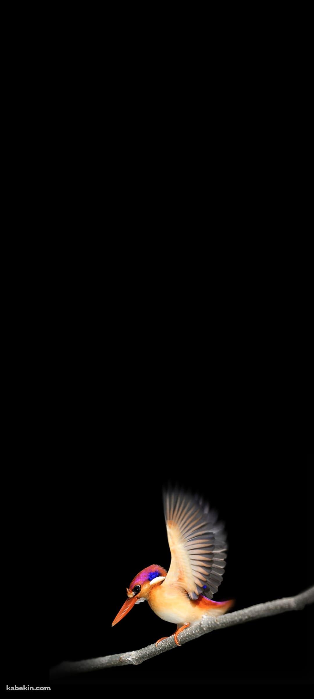 枝にとまったピンクとオレンジの小鳥のAndroidの壁紙(1080px x 2400px) スマホ用
