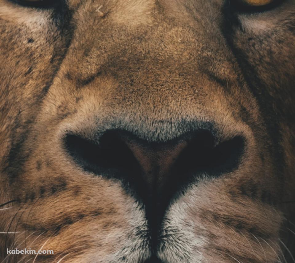 雄々しいライオンの顔のAndroidの壁紙(960px x 854px) スマホ用