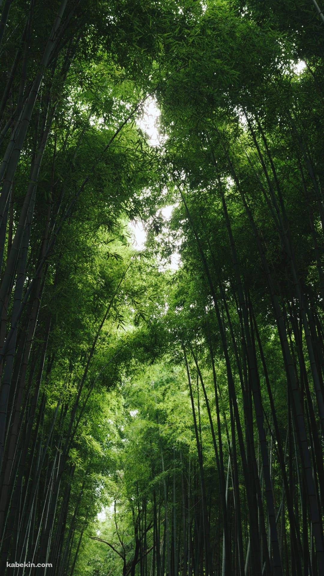 夏 緑の竹林 綺麗のAndroidの壁紙(1080px x 1920px) スマホ用