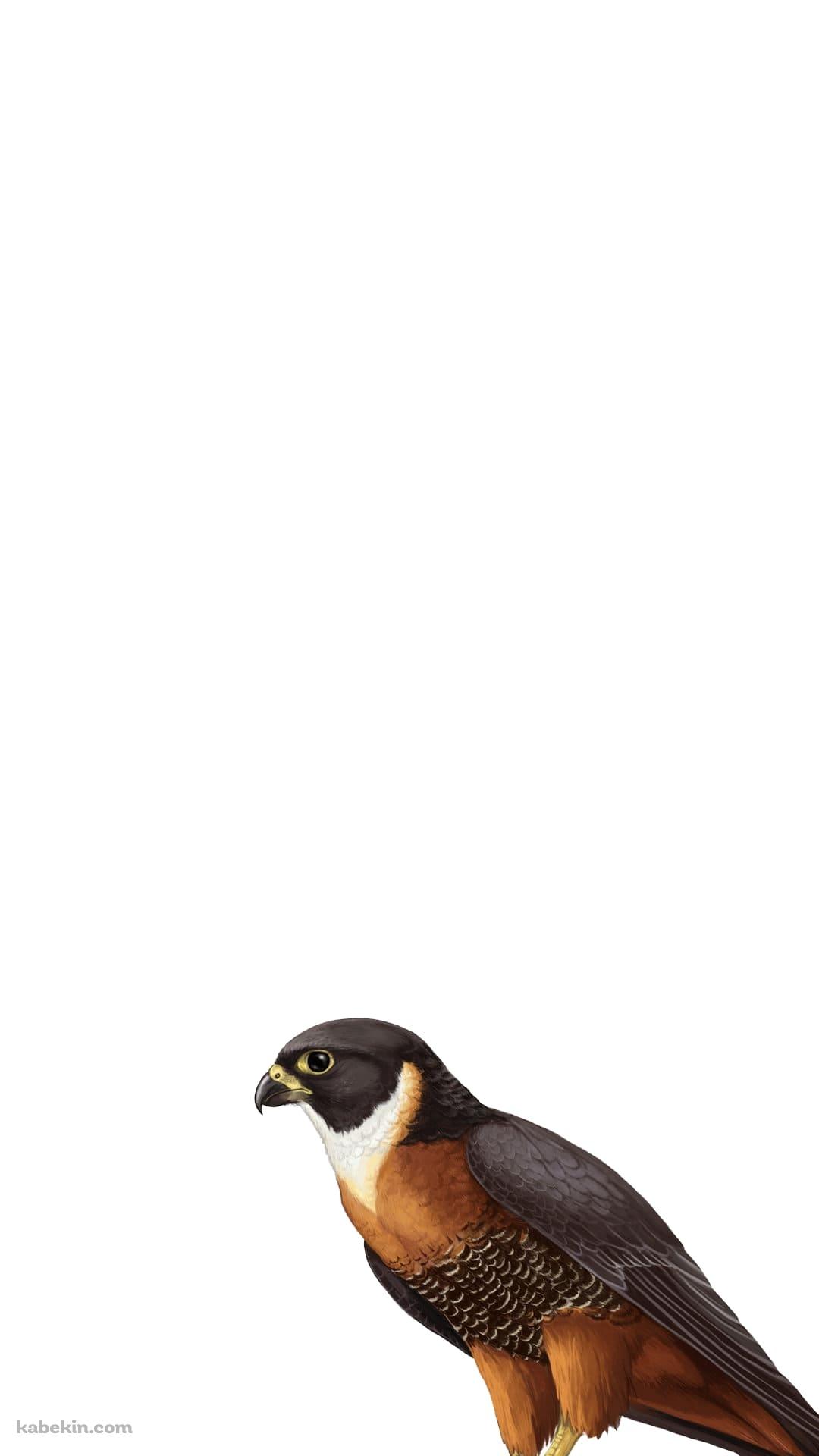 隼のAndroidの壁紙(1080px x 1920px) スマホ用