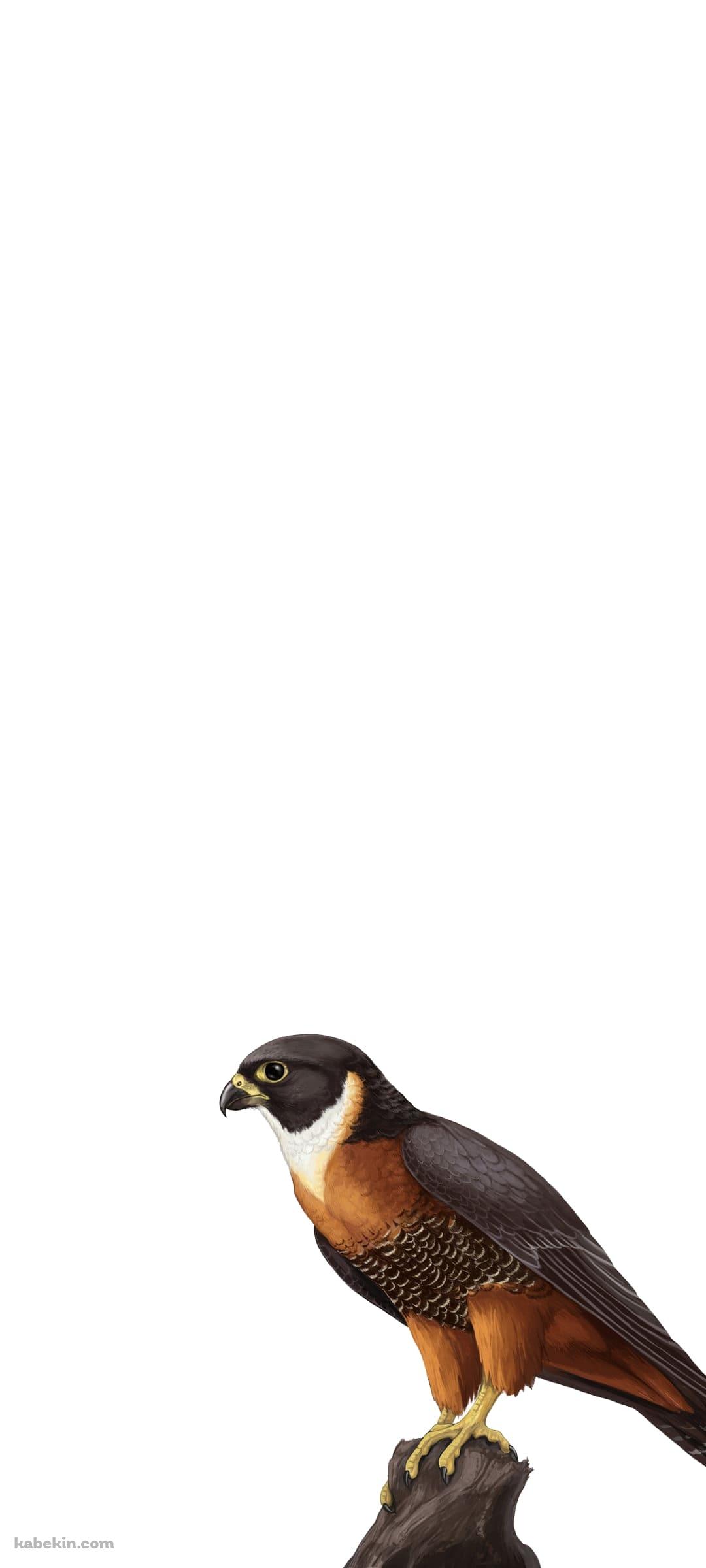 隼のAndroidの壁紙(1080px x 2400px) スマホ用