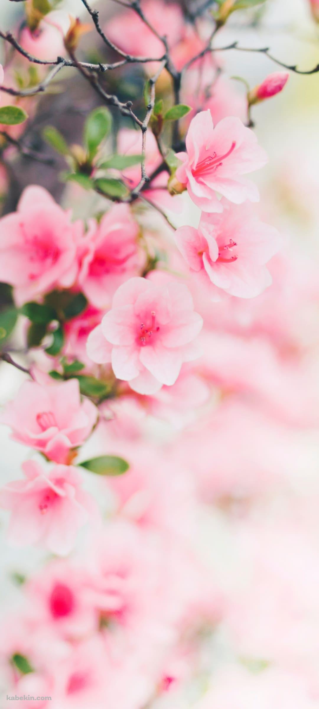 淡いピンクの桜 4月のandroid用のスマホ壁紙 1080 X 2400 壁紙キングダム