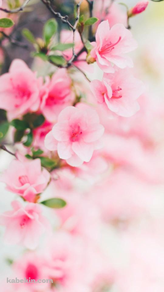 淡いピンクの桜 4月のAndroidの壁紙(540px x 960px) スマホ用