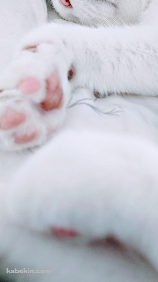 寝ている白い猫の肉球のAndroidの壁紙(540px x 960px) スマホ用