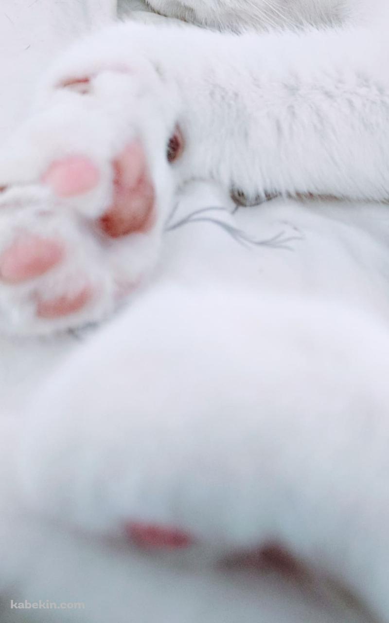 寝ている白い猫の肉球のandroid用のスマホ壁紙 800 X 1280 壁紙キングダム