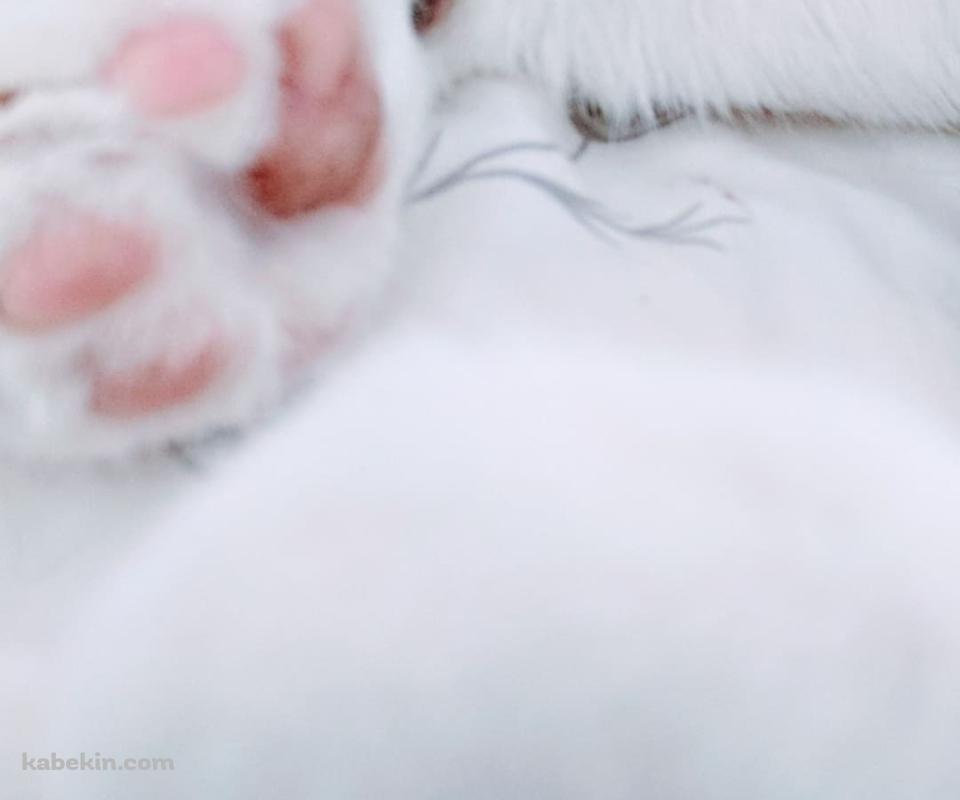 寝ている白い猫の肉球のAndroidの壁紙(960px x 800px) スマホ用