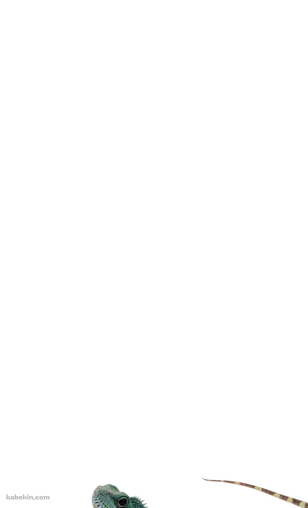 グリーンイグアナのAndroidの壁紙(1080px x 1776px) スマホ用