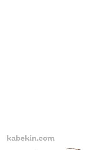 グリーンイグアナのAndroidの壁紙(320px x 480px) スマホ用
