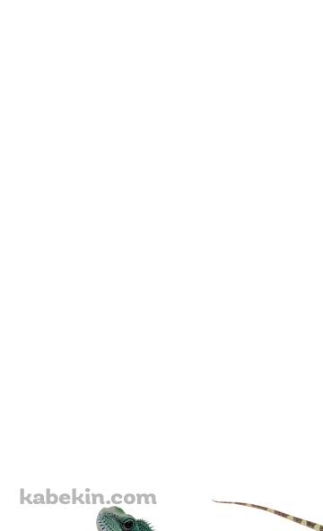 グリーンイグアナのAndroidの壁紙(360px x 592px) スマホ用