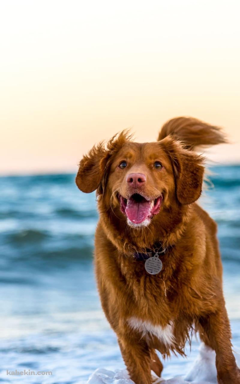 波打ち際を走る茶色の犬 イギリス パガムのAndroidの壁紙(800px x 1280px) スマホ用