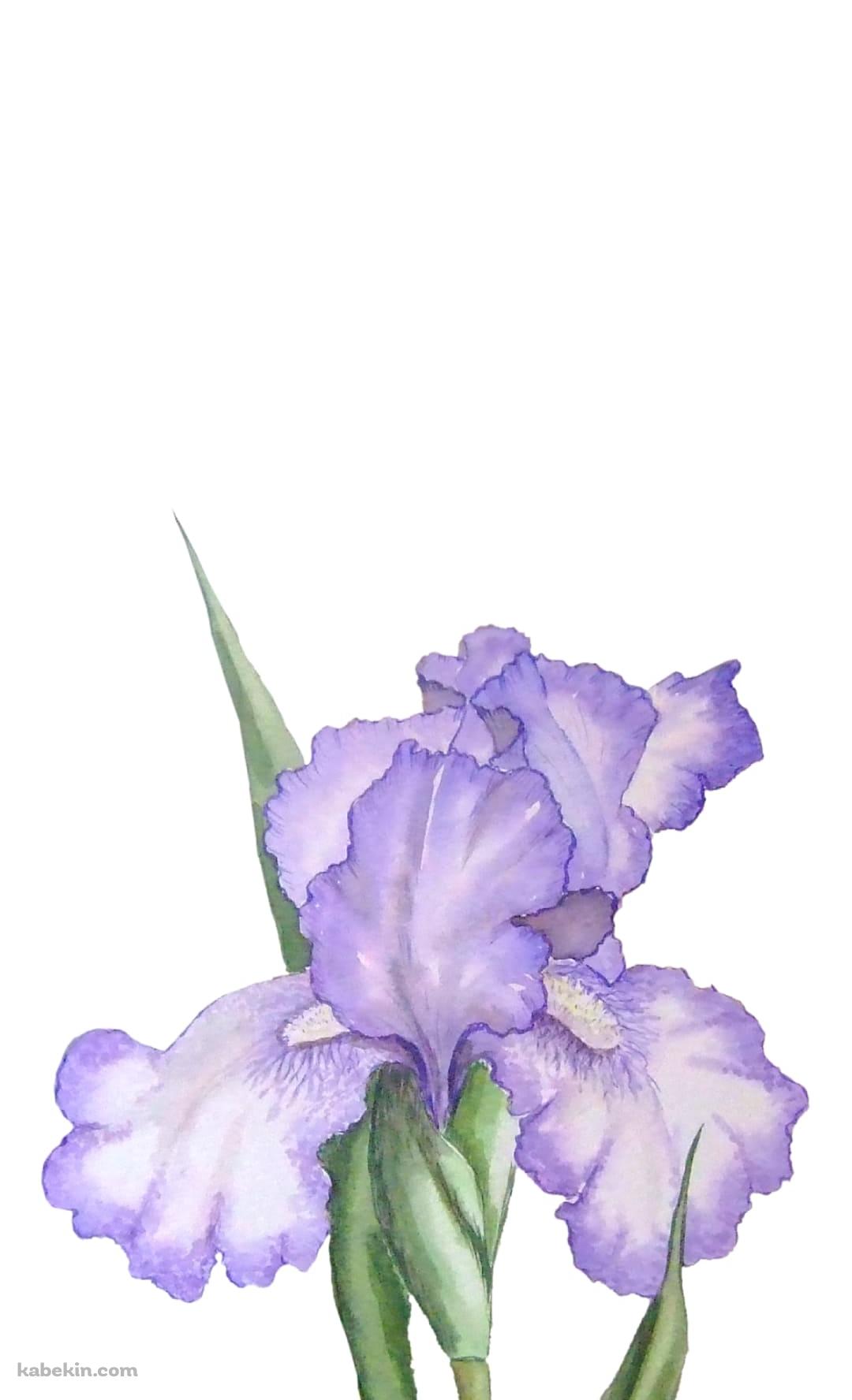 菖蒲のAndroidの壁紙(1080px x 1776px) スマホ用
