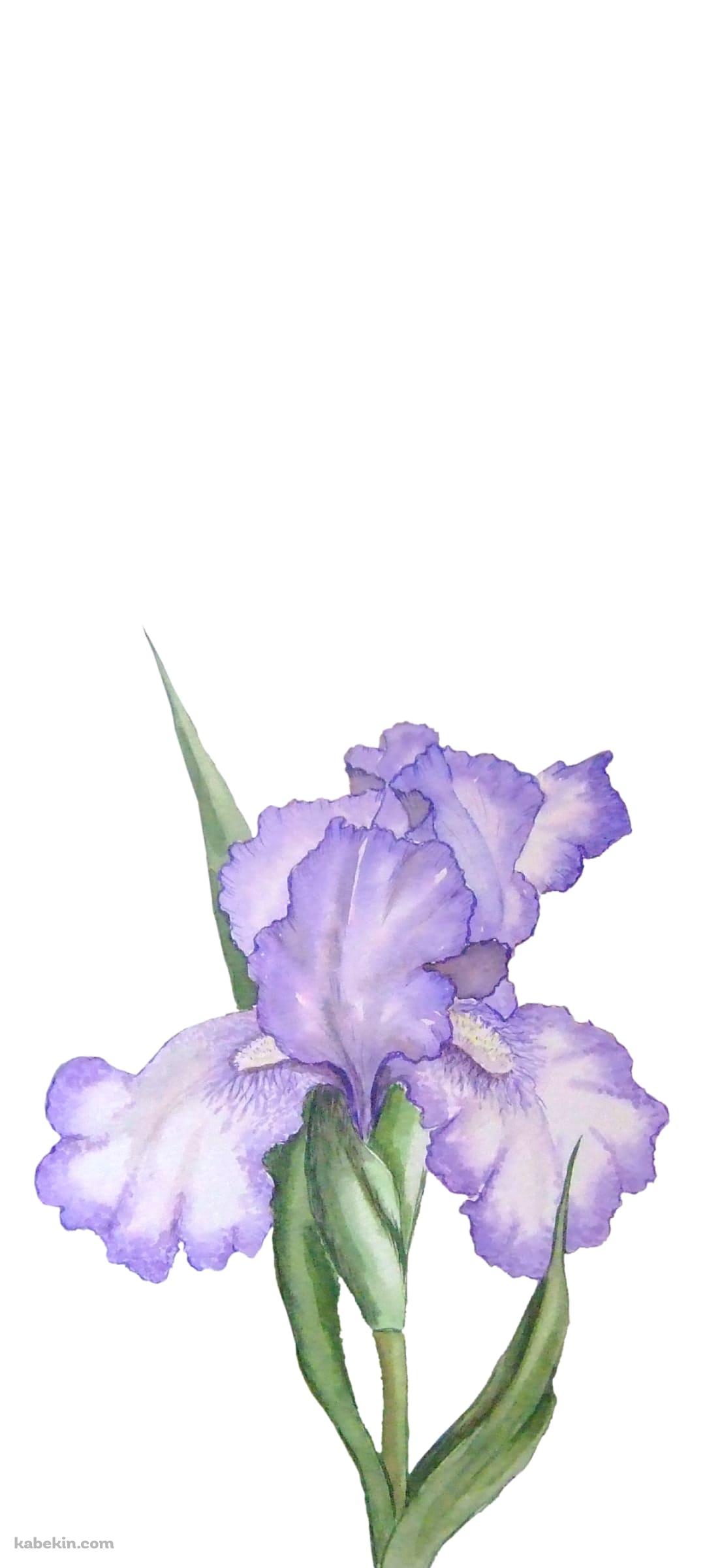 菖蒲のAndroidの壁紙(1080px x 2400px) スマホ用