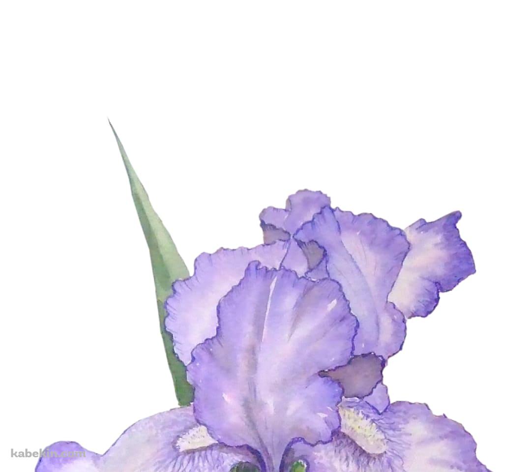 菖蒲のAndroidの壁紙(1080px x 960px) スマホ用