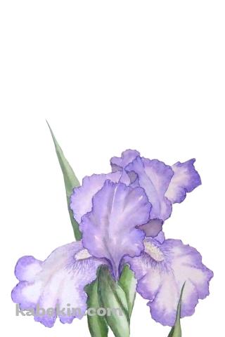 菖蒲のAndroidの壁紙(320px x 480px) スマホ用