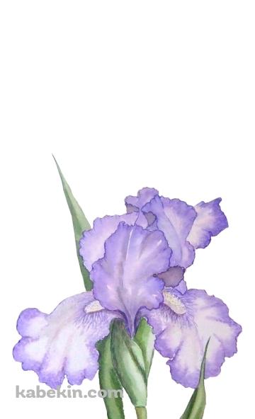 菖蒲のAndroidの壁紙(360px x 592px) スマホ用