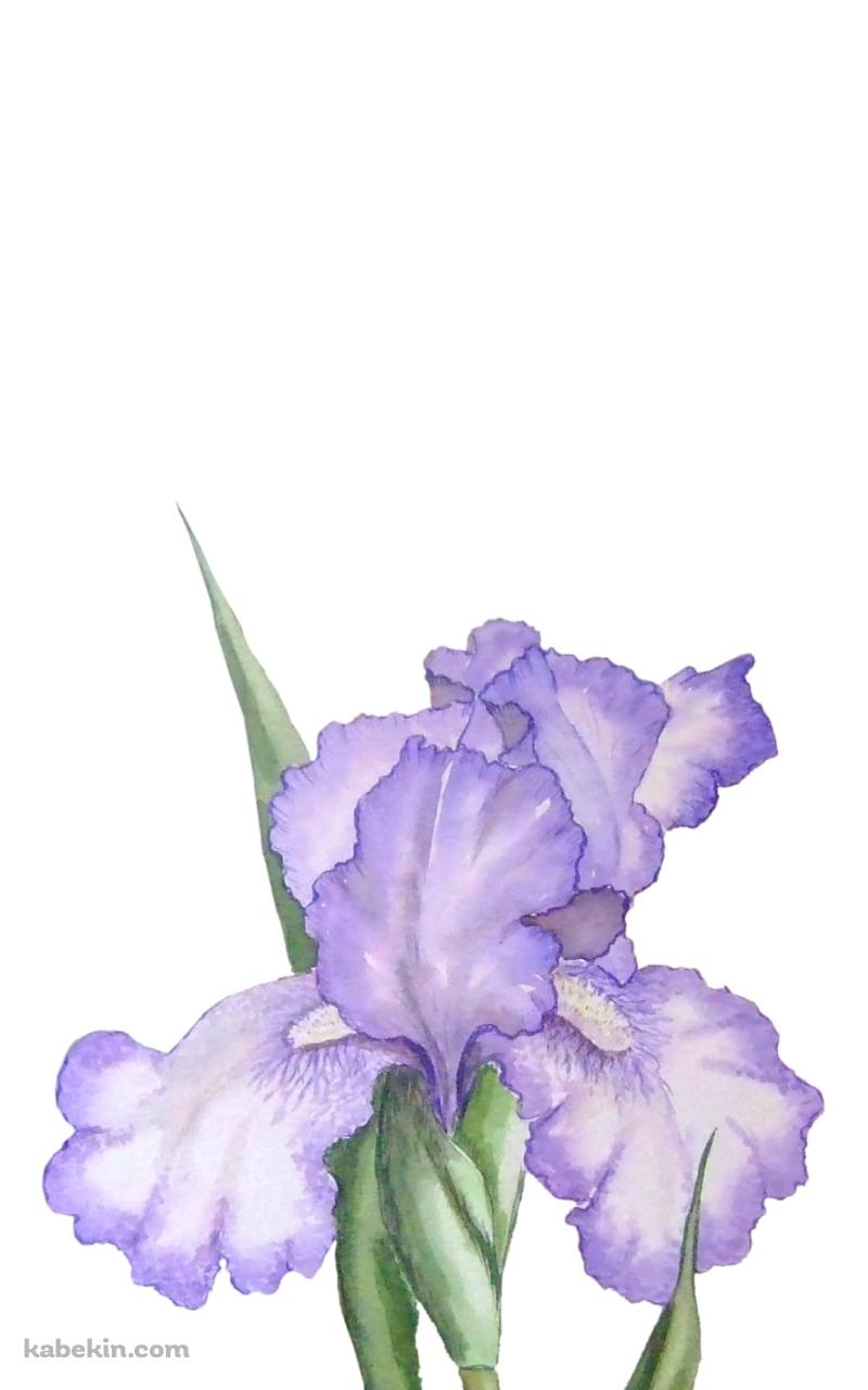 菖蒲のAndroidの壁紙(800px x 1280px) スマホ用