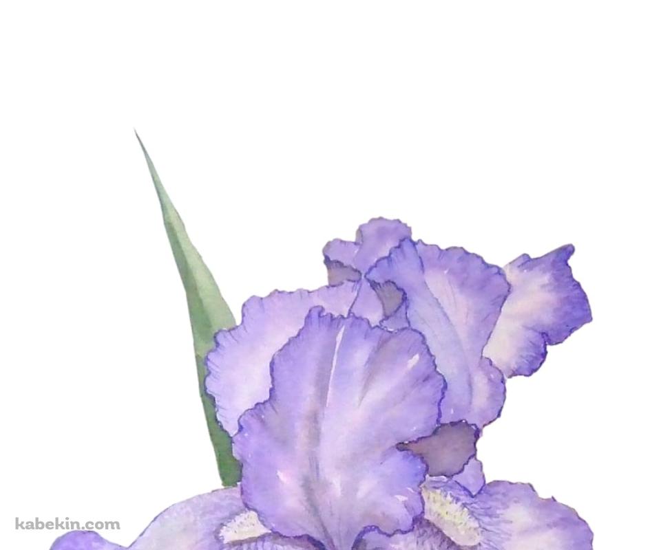 菖蒲のAndroidの壁紙(960px x 800px) スマホ用