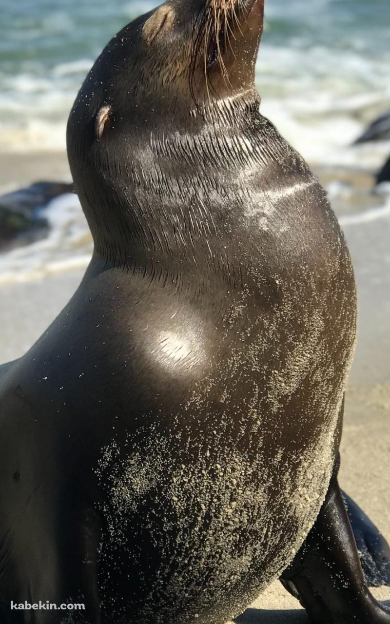 アシカのAndroidの壁紙(800px x 1280px) スマホ用