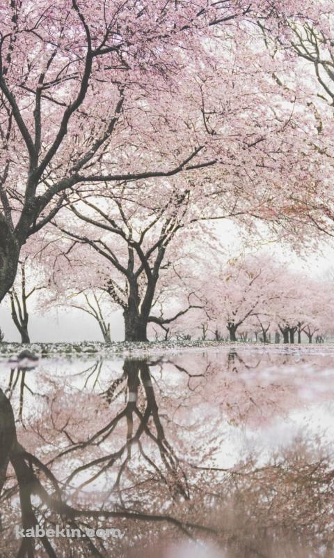 池に鏡面して映り込む桜のAndroidの壁紙(480px x 800px) スマホ用