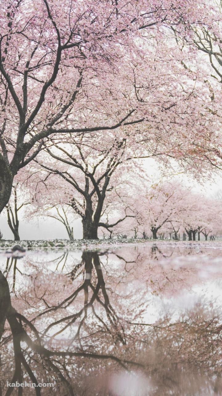 池に鏡面して映り込む桜のAndroidの壁紙(720px x 1280px) スマホ用
