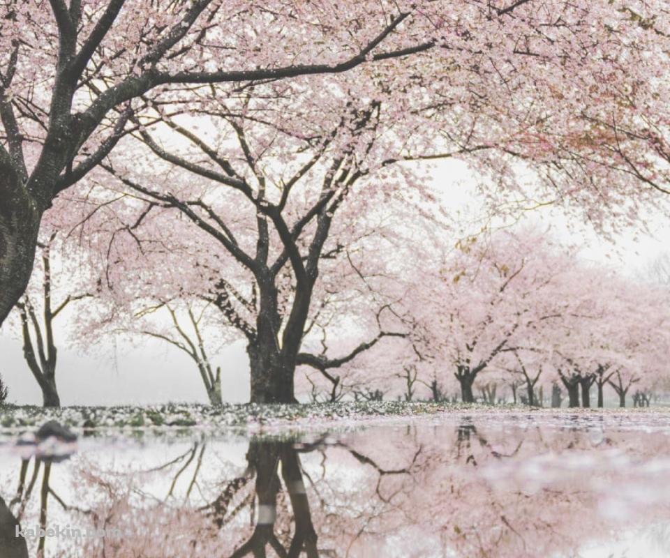 池に鏡面して映り込む桜のAndroidの壁紙(960px x 800px) スマホ用