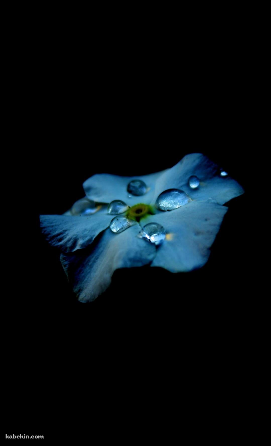 綺麗な水滴のついた水色の花のAndroidの壁紙(1080px x 1776px) スマホ用