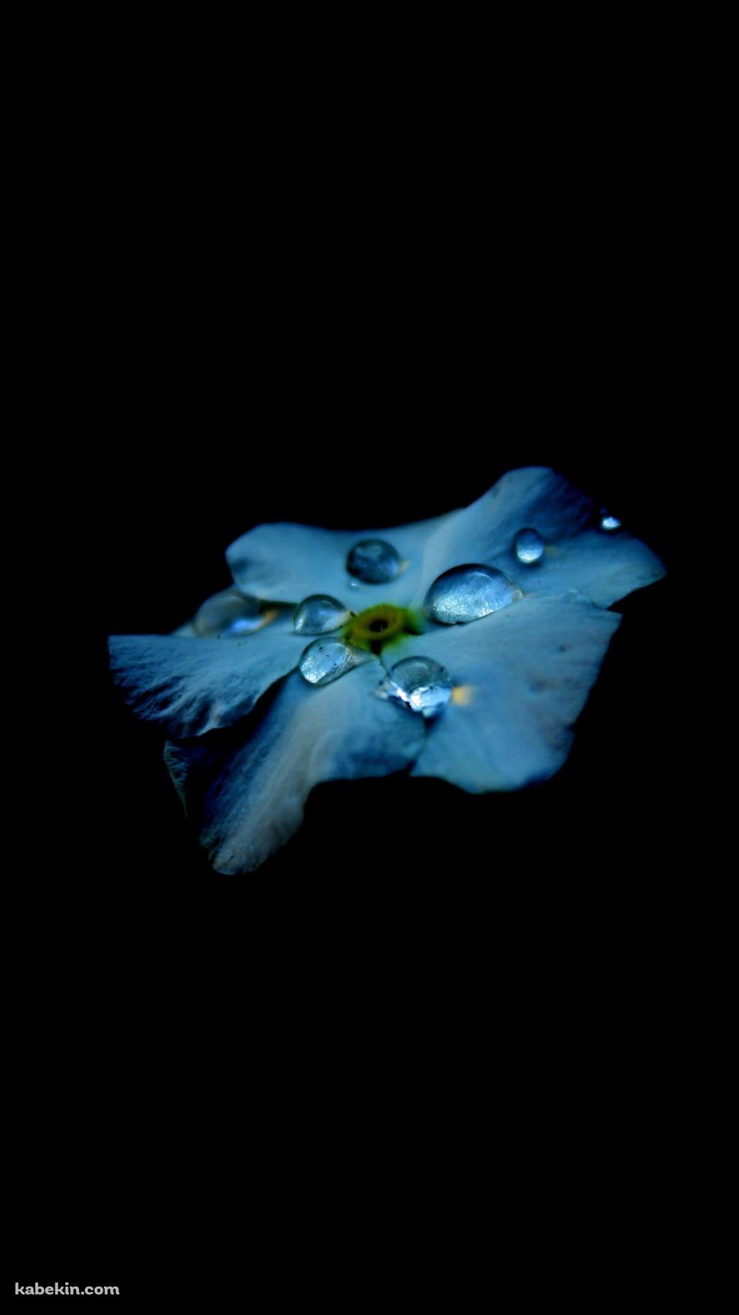 綺麗な水滴のついた水色の花のAndroidの壁紙(1080px x 1920px) スマホ用