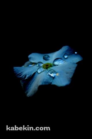 綺麗な水滴のついた水色の花のAndroidの壁紙(320px x 480px) スマホ用