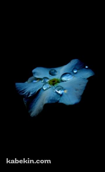 綺麗な水滴のついた水色の花のAndroidの壁紙(360px x 592px) スマホ用
