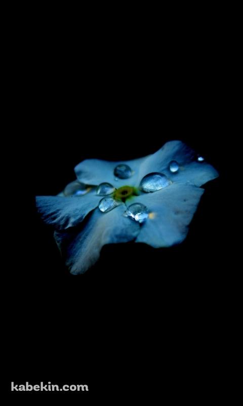 綺麗な水滴のついた水色の花のAndroidの壁紙(480px x 800px) スマホ用