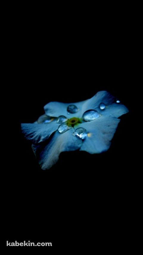 綺麗な水滴のついた水色の花のAndroidの壁紙(480px x 854px) スマホ用
