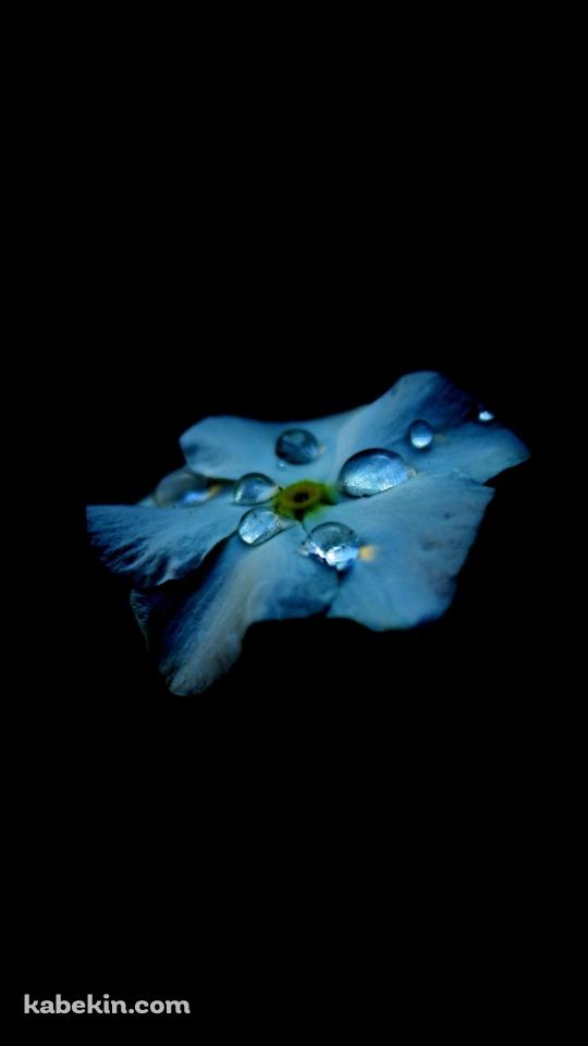 綺麗な水滴のついた水色の花のAndroidの壁紙(540px x 960px) スマホ用
