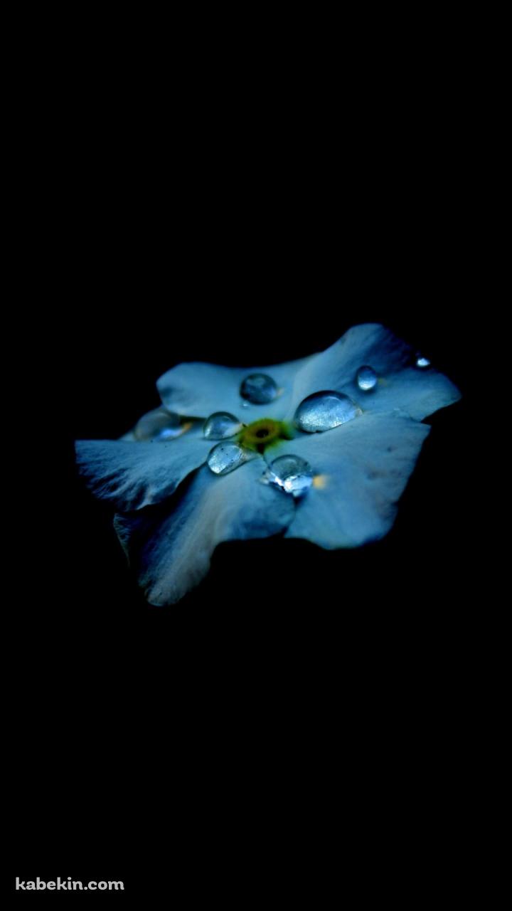 綺麗な水滴のついた水色の花のAndroidの壁紙(720px x 1280px) スマホ用