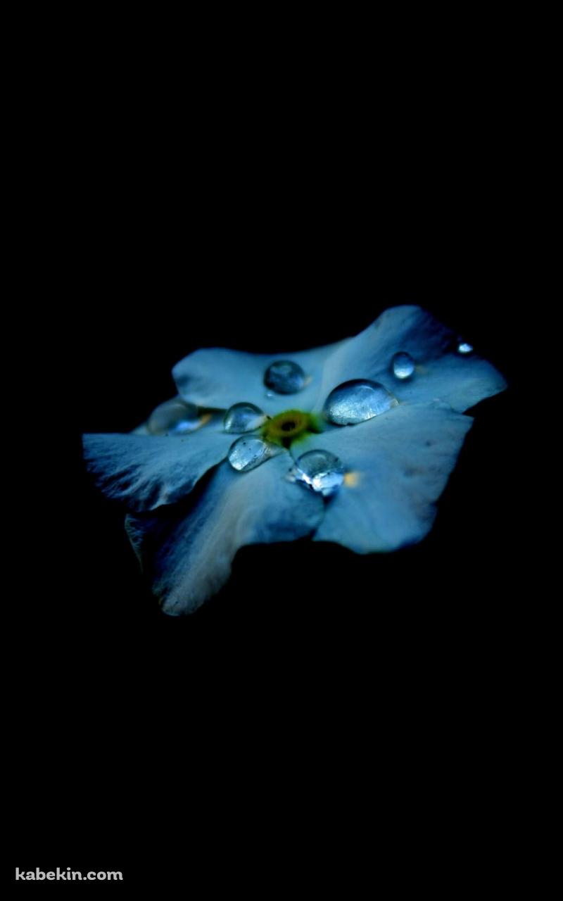 綺麗な水滴のついた水色の花のAndroidの壁紙(800px x 1280px) スマホ用