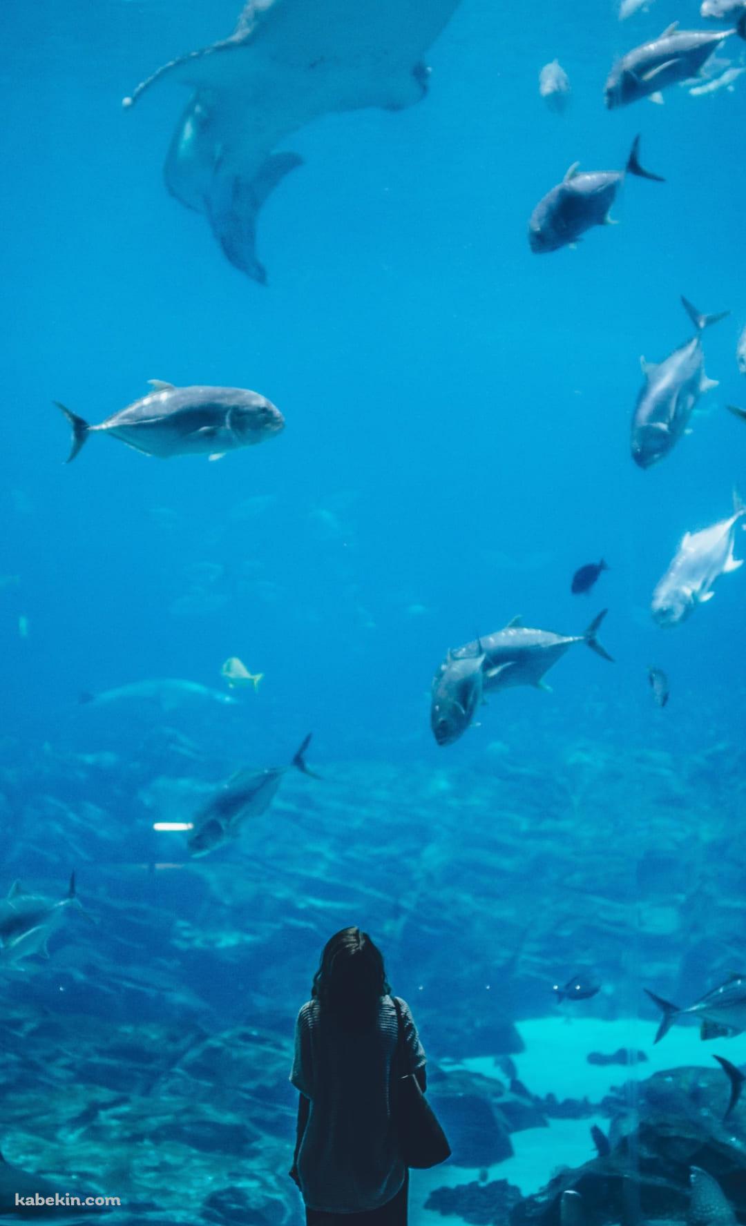 水族館を眺める女性のAndroidの壁紙(1080px x 1776px) スマホ用