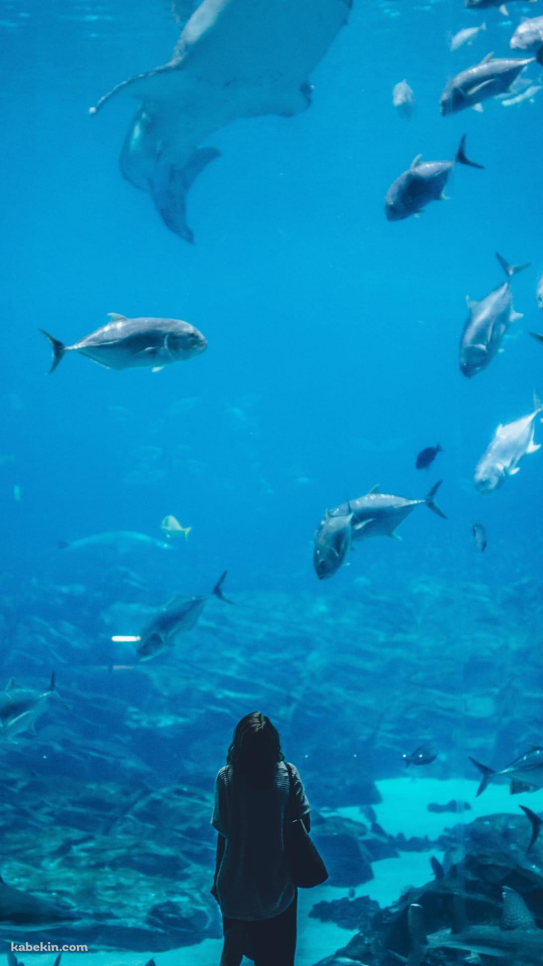 水族館を眺める女性のAndroidの壁紙(1080px x 1920px) スマホ用