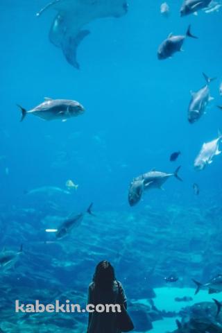 水族館を眺める女性のAndroidの壁紙(320px x 480px) スマホ用