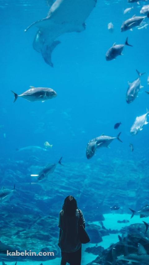 水族館を眺める女性のAndroidの壁紙(480px x 854px) スマホ用