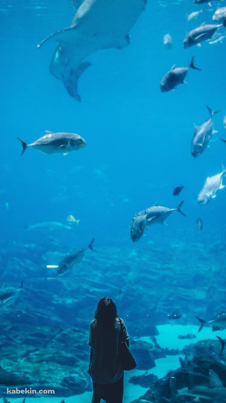 水族館を眺める女性のAndroidの壁紙(720px x 1280px) スマホ用