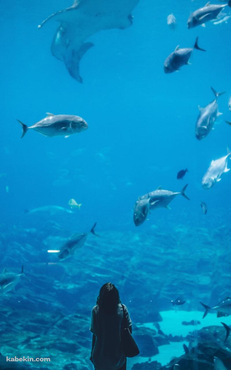 水族館を眺める女性のAndroidの壁紙(800px x 1280px) スマホ用