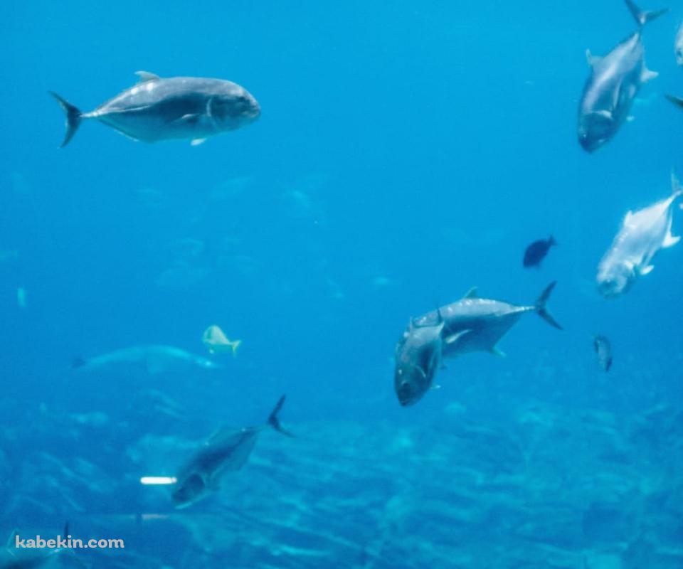 水族館を眺める女性のAndroidの壁紙(960px x 800px) スマホ用