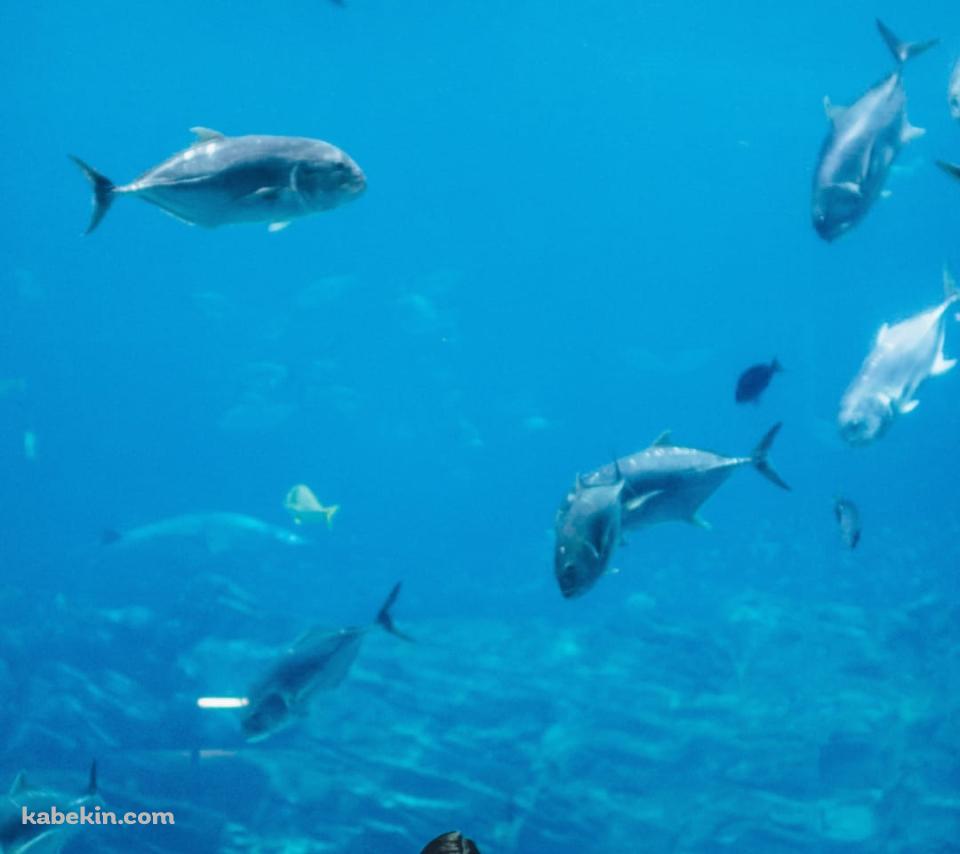 水族館を眺める女性のAndroidの壁紙(960px x 854px) スマホ用