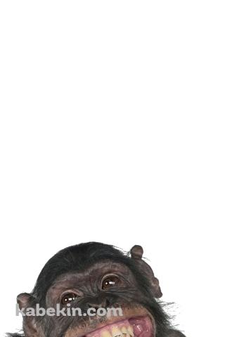 笑うチンパンジーのAndroidの壁紙(320px x 480px) スマホ用
