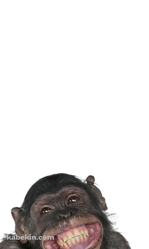 笑うチンパンジーのAndroidの壁紙(480px x 800px) スマホ用