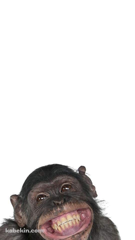 笑うチンパンジーのAndroidの壁紙(540px x 960px) スマホ用