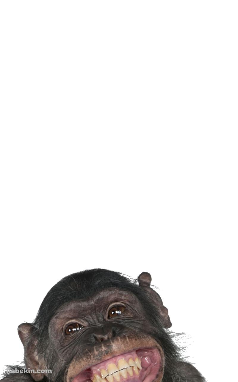 笑うチンパンジーのAndroidの壁紙(800px x 1280px) スマホ用