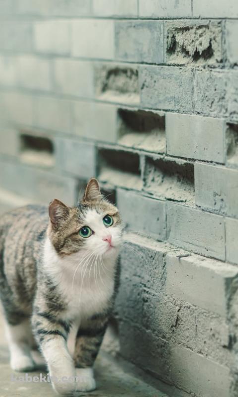 壁沿いに歩く青い瞳の猫のAndroidの壁紙(480px x 800px) スマホ用