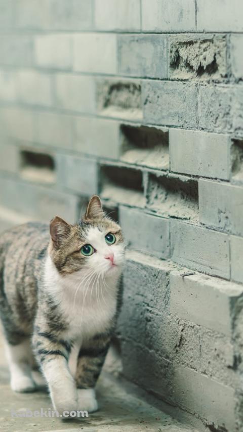 壁沿いに歩く青い瞳の猫のAndroidの壁紙(480px x 854px) スマホ用